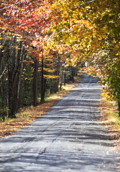 Mooie herfst trail bedekt met bomen — Stockfoto