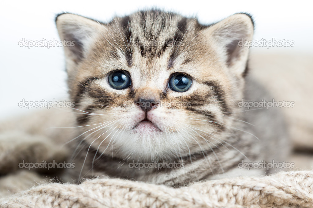 Chaton Bebe Chat Couche Sur Le Maillot Image Libre De Droit Par Oksun70 C
