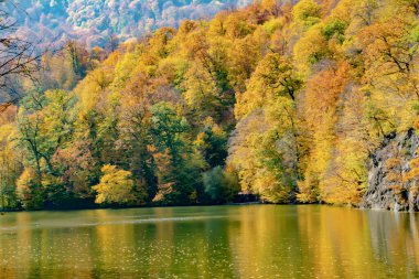 Sarı sonbahar ormanıyla çevrili göl. Sonbahar ormanındaki göl. Orman sarardı. Güzel sonbahar manzarası