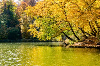 Sonbahar ormanı ve göl. Güzel sonbahar manzarası