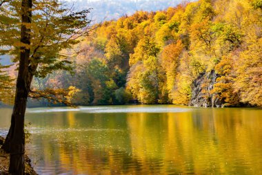 Ormanlar ve göl olan sonbahar manzarası. Yoğun renkli sonbahar ormanı ve dağ gölü. Sonbahara hoş geldiniz.