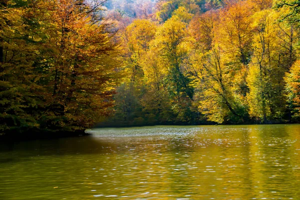 Paysage Automnal Avec Forêts Lac Forêt Automne Colorée Dense Lac — Photo