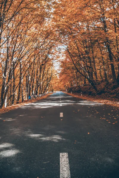 Road Autumn Forest Golden Trees Road Autumn Has Come — Stock Photo, Image
