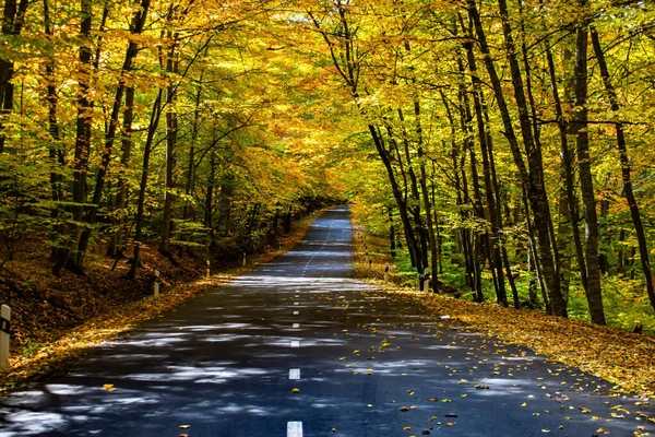 Vägen Genom Höstskogen Gyllene Träd Och Väg Hösten Har Kommit — Stockfoto