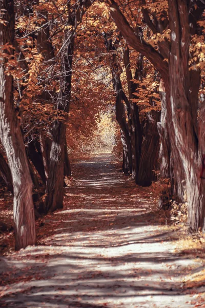 Ścieżka Lesie Przez Drzewa Jesienny Las Ścieżka — Zdjęcie stockowe