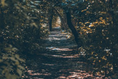 Sonbahar ormanı. Sonbahar ormanının içinden geçen yol. Sarı ağaç yaprakları. Ormanda yol