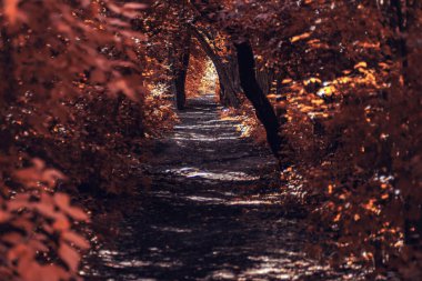 Sonbahar ormanı. Sonbahar ormanının içinden geçen yol. Sarı ağaç yaprakları. Ormanda yol