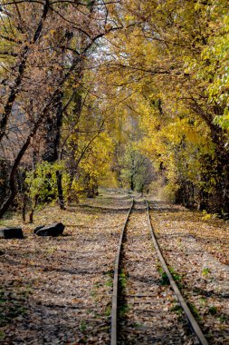 Raylar boyunca uzanan perspektif demiryolu ve sonbahar ağaçları manzarası. Güneşli havada sonbahar manzarası. Demiryolu ve sonbahar ormanı