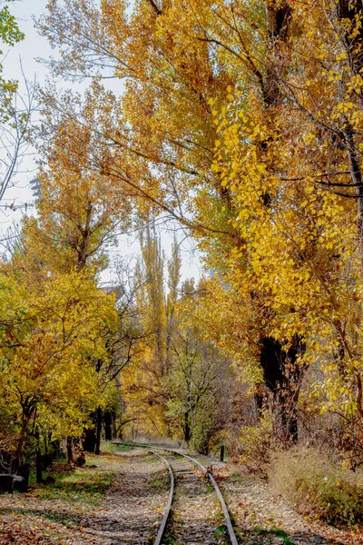 Perspective Ferroviaire Panorama Des Arbres Automne Long Des Voies Ferrées — Photo