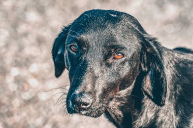 Köpek yüzü. Güzel bir köpeğin portresi. Uyuyan köpek yukarı bakar.