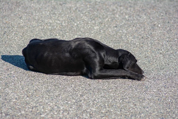 Perro Durmiente Perro Negro Yace Pavimento — Foto de Stock