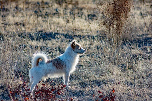 Doğada Küçük Bir Köpek Pofuduk Beyaz Köpek Sahada — Stok fotoğraf