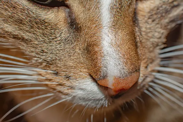 Boca Nariz Gato Macro Foto Gato — Fotografia de Stock