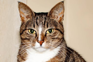 The cat sits and looks. Very beautiful cat. Cat eyes