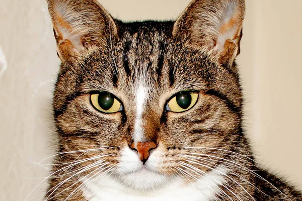 Portrait Beautiful Cat Cat Face — Stockfoto