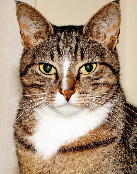 Portrait Beautiful Cat Cat Face — Stock fotografie