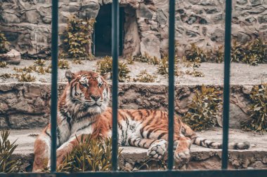 A beautiful tiger is resting. Big tiger at the zoo