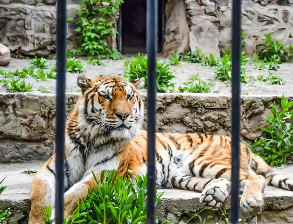 Tiger Cage Zoo Tiger Predator Beautiful Tiger — Fotografia de Stock