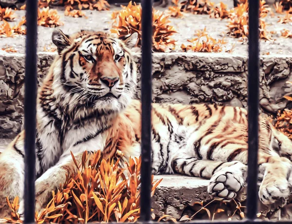 一只漂亮的老虎在休息 动物园里的大虎 — 图库照片