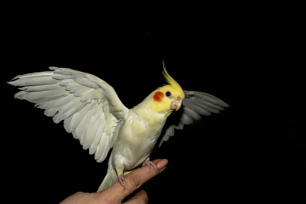 Belo Popinjay Emperrado Na Mão Foto de Stock - Imagem de media, periquito:  262781102