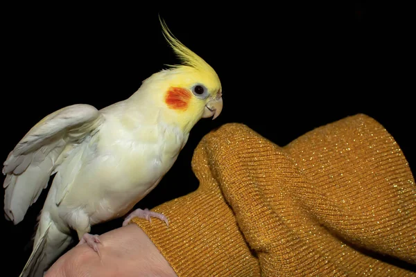 Papağan kanatlarını açtı. Corella papağanı eline oturur.