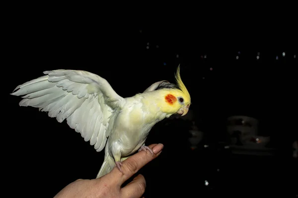 Papagaio Abriu Asas Papagaio Corela Senta Mão — Fotografia de Stock