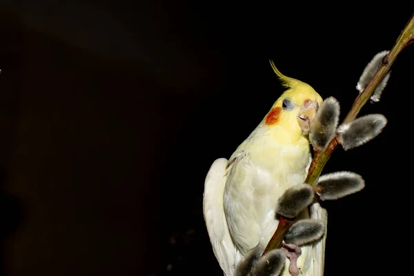 Corella Papagaio Senta Galho Árvore Papagaio Branco Fundo Preto — Fotografia de Stock