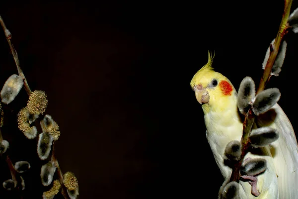 Corella Papagaio Senta Galho Árvore Papagaio Branco Fundo Preto — Fotografia de Stock