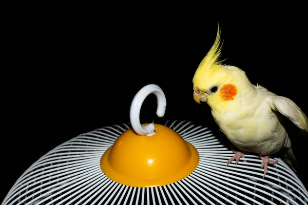 Corella Papagaio Senta Sua Gaiola Papagaio Branco Com Cabeça Amarela — Fotografia de Stock
