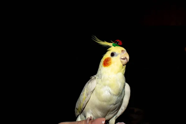 Παπαγάλος Και Μια Υπόκλιση Στο Κεφάλι Όμορφος Παπαγάλος — Φωτογραφία Αρχείου