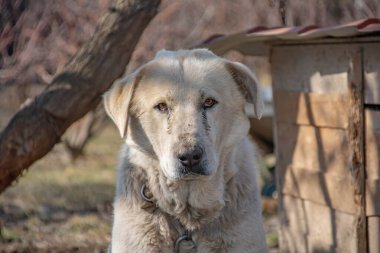 Büyük köpek izliyor. Köpek portresi
