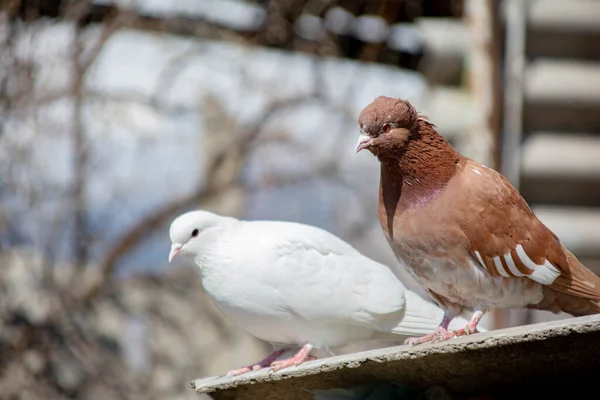 Gli Uccelli Siedono Sul Tetto Del Nido Diversi Piccioni Sul — Foto Stock