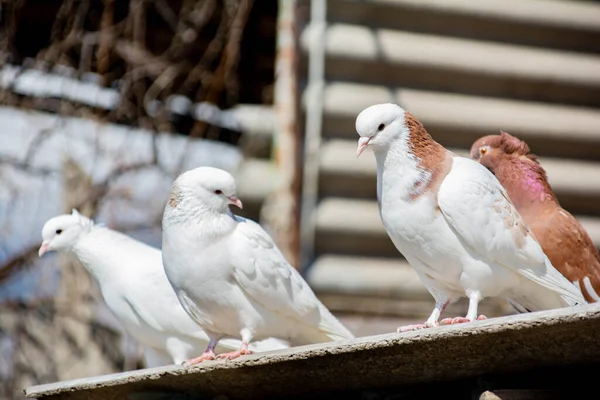 Πουλιά Κάθονται Στην Οροφή Της Φωλιάς Αρκετά Περιστέρια Στην Οροφή — Φωτογραφία Αρχείου