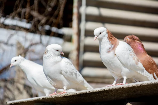 Die Vögel Sitzen Auf Dem Dach Des Nestes Mehrere Tauben — Stockfoto