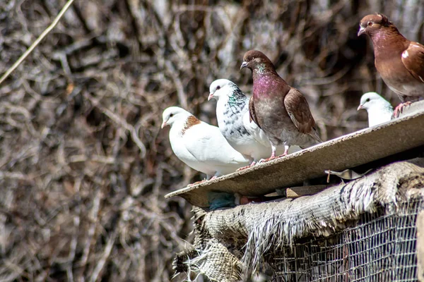 Die Vögel Sitzen Auf Dem Dach Des Nestes Mehrere Tauben — Stockfoto