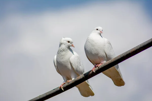 Λευκό Περιστέρι Στη Φύση Λευκά Πουλιά Κάθονται Ένα Σωλήνα — Φωτογραφία Αρχείου