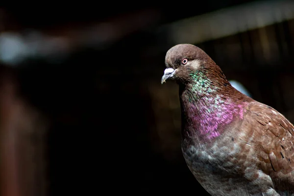 Der Vogel Sitzt Auf Dem Dach Des Hauses Schöne Taube — Stockfoto