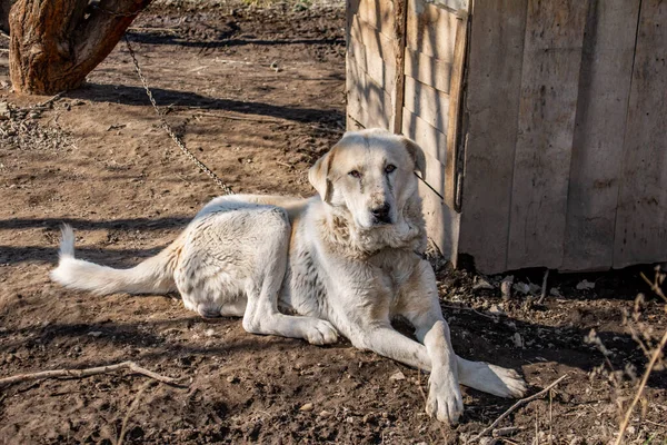 The big dog is watching. Dog portrait