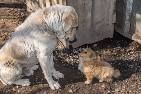 Ontmoeting Van Twee Honden Grote Hond Kijkt Naar Kleine Hond — Stockfoto