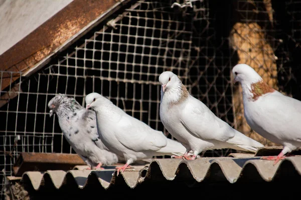 Birds Sits Roof Nest Several Pigeons Roof Beautiful Birds — Stock Photo, Image