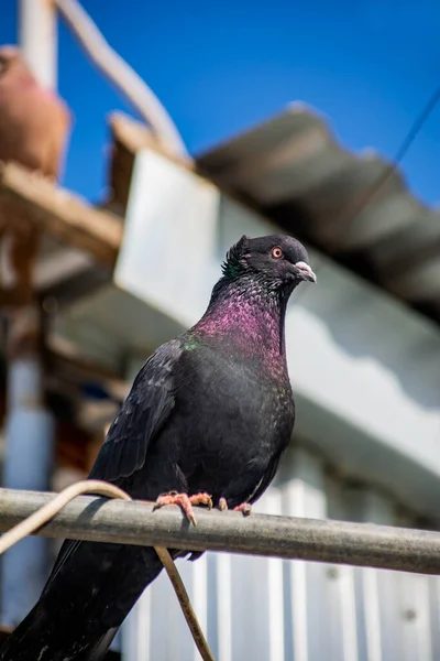 Der Vogel Sitzt Auf Dem Dach Des Hauses Schöne Taube — Stockfoto