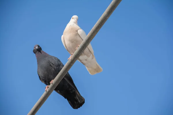 Weiße Und Schwarze Tauben Sitzen Auf Einem Rohr Taubenpaar — Stockfoto