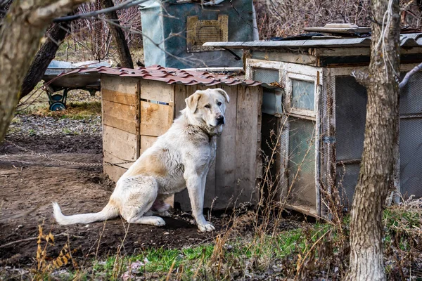 Grote Hond Zijn Kennel Enorme Witte Hond Alabay Herdershond — Stockfoto