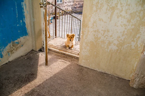 Маленький Красивий Собака Біля Дверей Пухнаста Собака — стокове фото