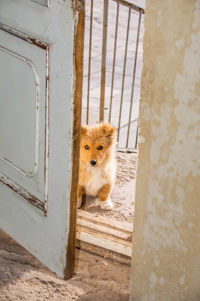 Little beautiful dog at the door. Fluffy doggy