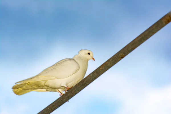 Colomba Bianca Nella Natura Gli Uccelli Bianchi Siedono Tubo — Foto Stock