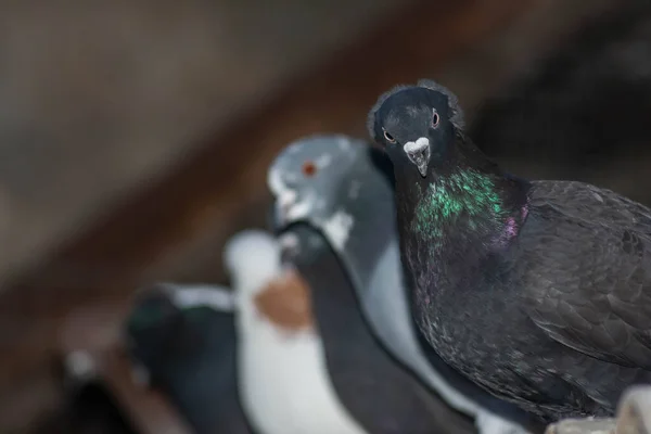 Der Vogel Sitzt Auf Dem Dach Des Nestes Mehrere Tauben — Stockfoto