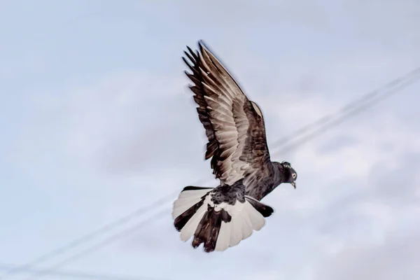 Een Duif Vliegt Lucht Duif Blauwe Lucht Leuke Vogeltjes — Stockfoto