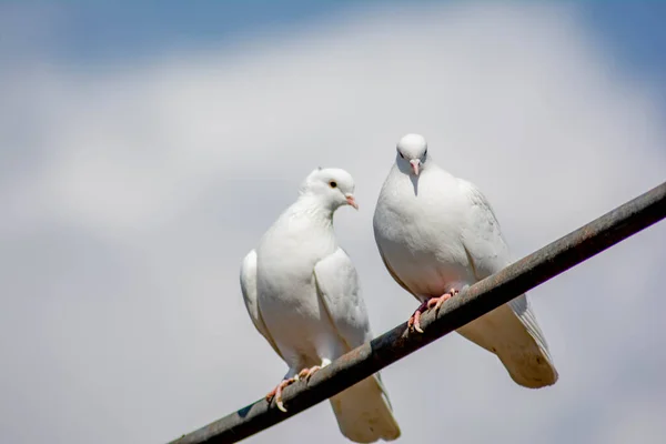 White Dove Nature White Birds Sit Pipe — Stock Photo, Image