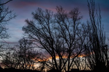 Ağaç, mavi gökyüzü ve yakıcı gün batımı. Çıplak ağaçlar